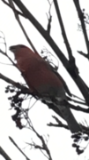 Pine Grosbeak (Pinicola enucleator)