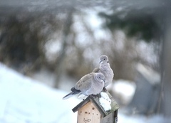 Tyrkerdue (Streptopelia decaocto)