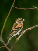 Brambling (Fringilla montifringilla)