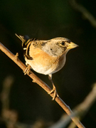 Brambling (Fringilla montifringilla)