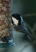 Coal Tit (Periparus ater)