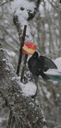 Svarttrost (Turdus merula)