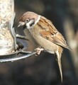 Pilfink (Passer montanus)