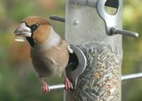 Kjernebiter (Coccothraustes coccothraustes)