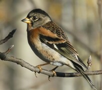 Bjørkefink (Fringilla montifringilla)