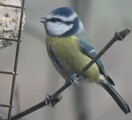 Blåmeis (Cyanistes caeruleus)