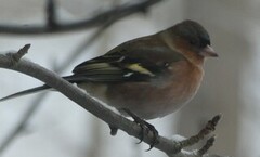 Chaffinch (Fringilla coelebs)