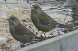 Grønnfink (Carduelis chloris)