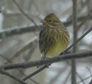 Grønnsisik (Carduelis spinus)