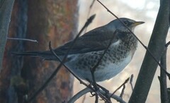 Gråtrost (Turdus pilaris)