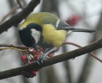 Kjøttmeis (Parus major)