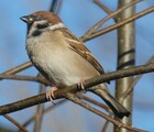 Pilfink (Passer montanus)