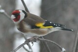 Stillits (Carduelis carduelis)