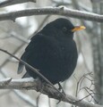 Svarttrost (Turdus merula)