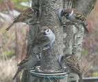 Pilfink (Passer montanus)