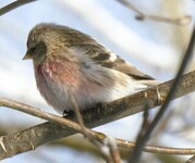 Gråsisik (Carduelis flammea)