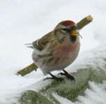 Gråsisik (Carduelis flammea)