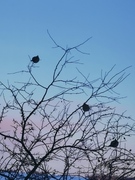 Bohemian Waxwing (Bombycilla garrulus)