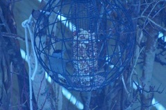 Blackcap (Sylvia atricapilla)