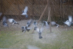 Feral Pigeon (Columba livia domestica)