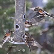 Bjørkefink (Fringilla montifringilla)