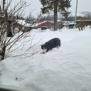Cat (Felis catus)
