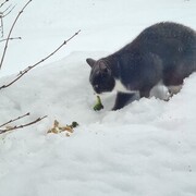 Cat (Felis catus)