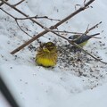 Blåmeis (Cyanistes caeruleus)