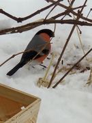 Eurasian Bullfinch (Pyrrhula pyrrhula)