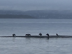 Storskarv (Phalacrocorax carbo)