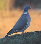 Wood Pigeon (Columba palumbus)