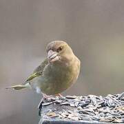 Grønnfink (Carduelis chloris)