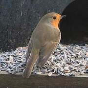 Rødstrupe (Erithacus rubecula)