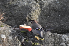 Bohemian Waxwing (Bombycilla garrulus)