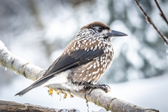 Nøttekråke (Nucifraga caryocatactes)