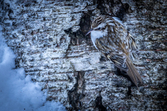Eurasian Treecreeper (Certhia familiaris)