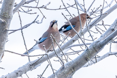 Nøtteskrike (Garrulus glandarius)