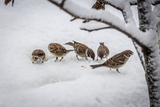 Pilfink (Passer montanus)