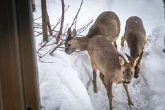 Roe Deer (Capreolus capreolus)