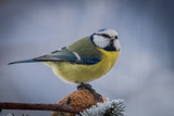 Blåmeis (Cyanistes caeruleus)