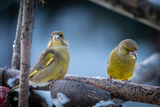 Grønnfink (Carduelis chloris)