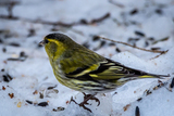 Grønnsisik (Carduelis spinus)