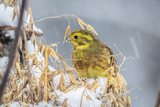 Gulspurv (Emberiza citrinella)