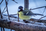 Kjøttmeis (Parus major)