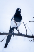 Eurasian Magpie (Pica pica)