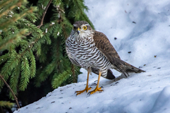 Eurasian Sparrowhawk (Accipiter nisus)