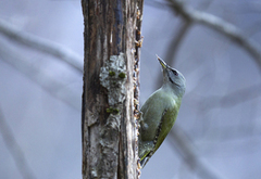 Gråspett (Picus canus)