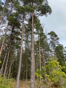 Furu (Pinus sylvestris)