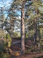 Furu (Pinus sylvestris)