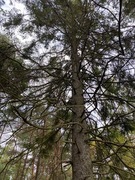 Furu (Pinus sylvestris)